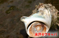 水戸セクキャバサイト作成者の独り言画像